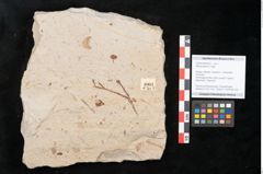Foto (Objekt + Etikett) von Myrica lignitum Unger (NHMW-GEO-2024-0188-4003)